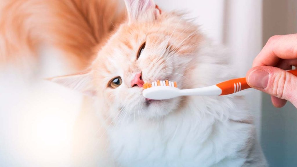 escovar os dentes do seu Pet