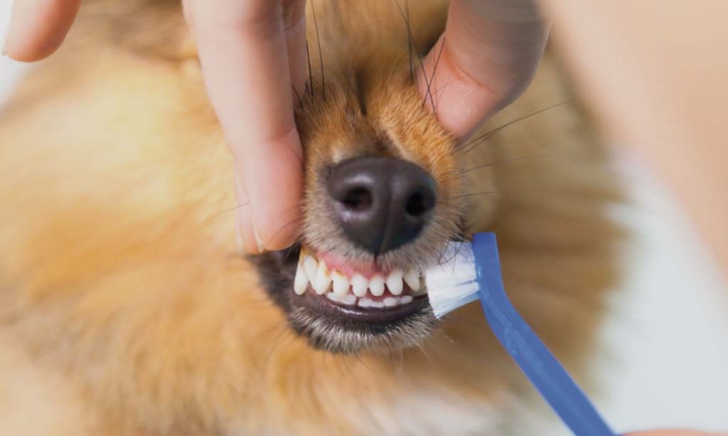 escovar os dentes do seu Pet