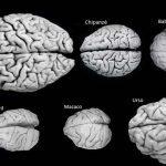 SÍNDROME DE DISFUNÇÃO COGNITIVA EM CÃES